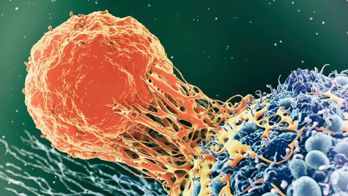 FDA Procedural Guidance: Expansion Cohorts in FIH Oncology Clinical Trials