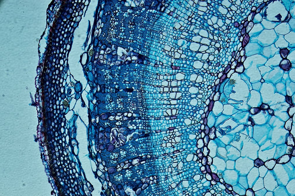 iStock-1241846368 (1)