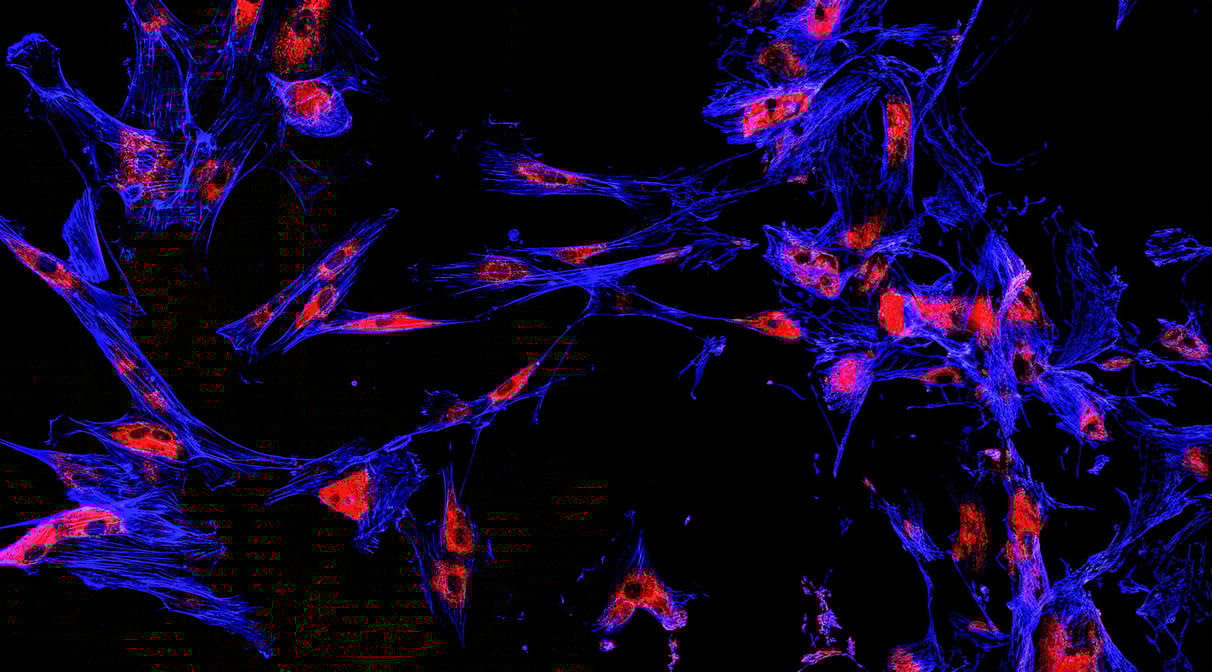 Quantitative-Multiplex-Immunofluorescence