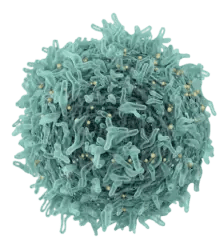 BG-Oncology and Immuno-Oncology