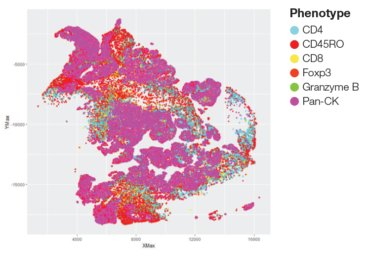mif-phenotyping